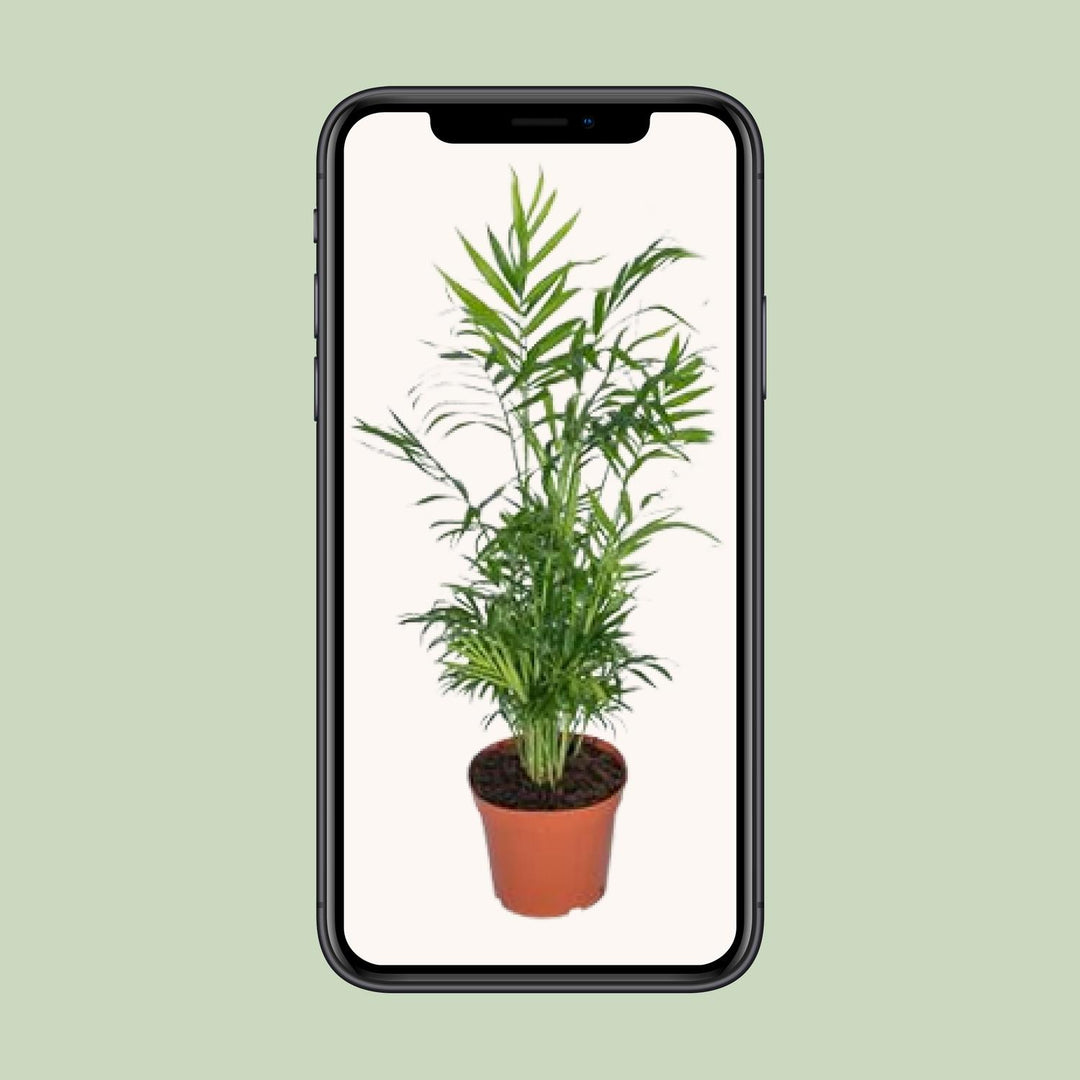 Chamaedorea Elegans Palm 17cm - Mexican Mountain Palm Indoor Plant