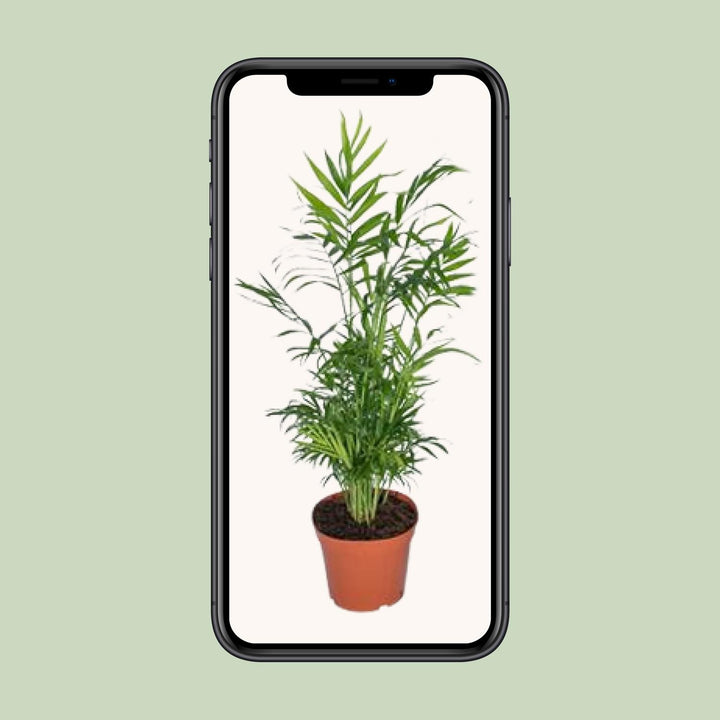 Chamaedorea Elegans Palm 17cm - Mexican Mountain Palm Indoor Plant