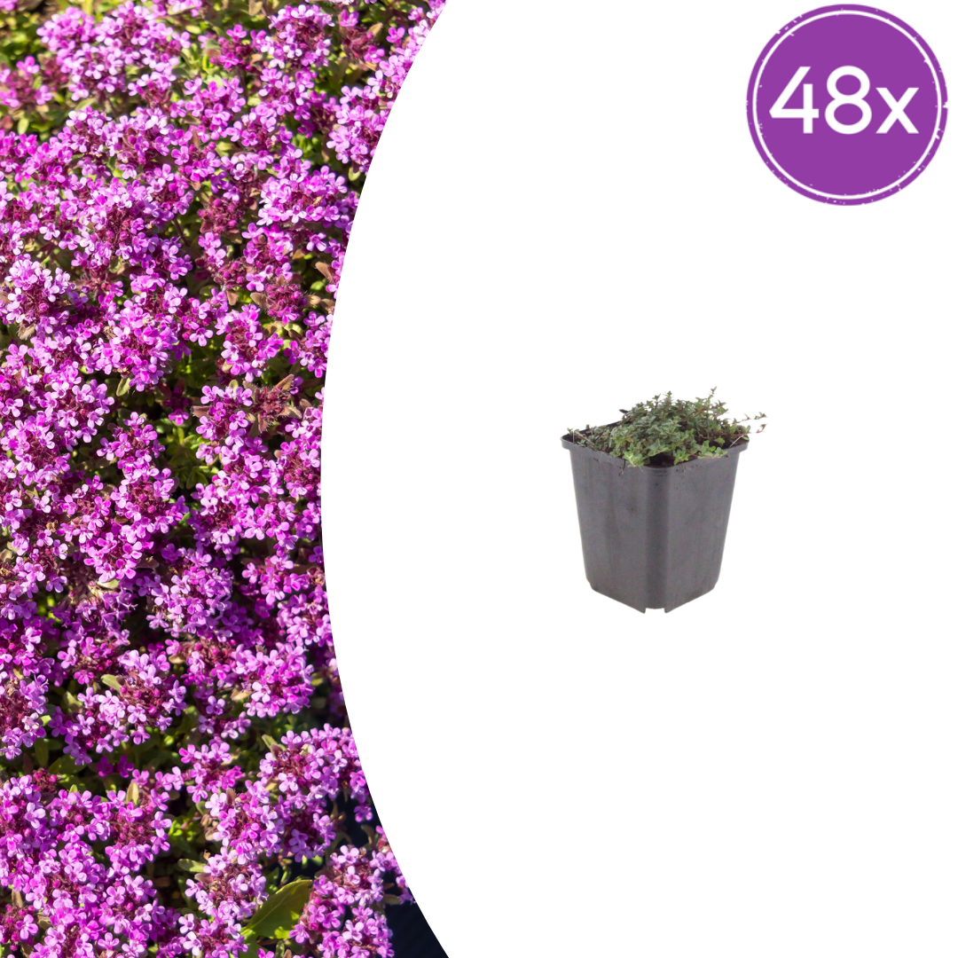 48x Thymus praecox 'Coccineus' - ↕10-25cm - Ø9cm