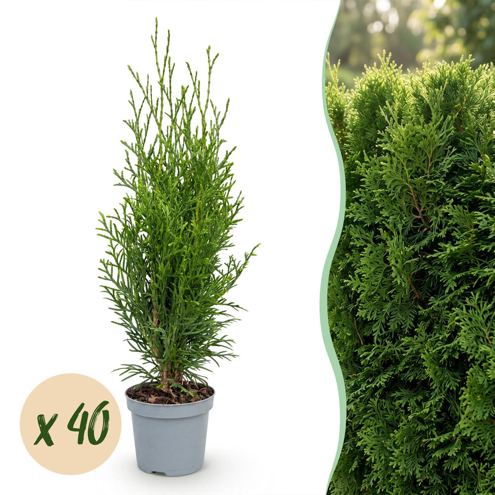 40 Thuja occidentalis 'Smaragd' hedging plants in 9cm pots, 20-30cm tall