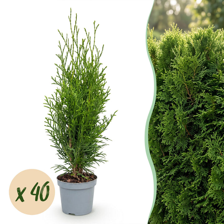 40 Thuja occidentalis 'Smaragd' hedging plants in 9cm pots, 20-30cm tall