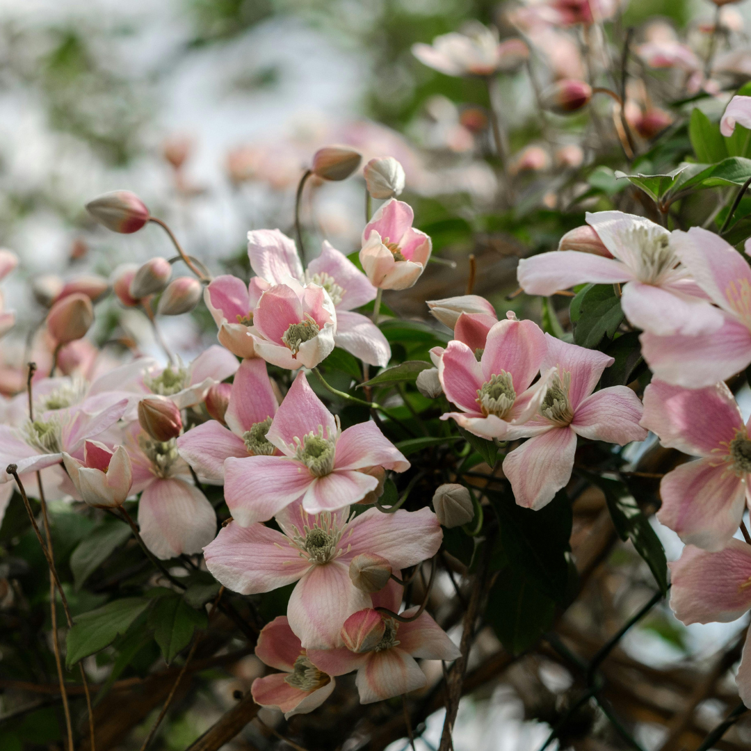 Clematis 'Hagley Hybrid', view 3