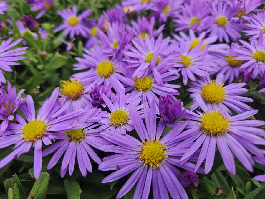 Purple aster flowers with yellow centres and thin petals, green foliage visible, multiple blooms in close-up view