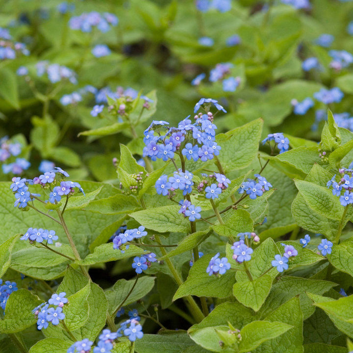 6x Brunnera macrophylla - ↕10-25cm - Ø9cm