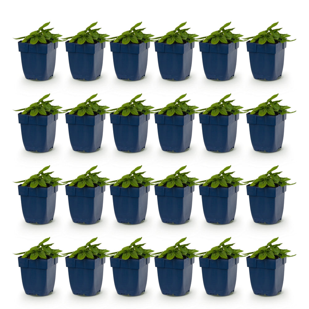 Pack of 24 Stachys officinalis 'Ukkie' betony plants in 11cm pots - view 2