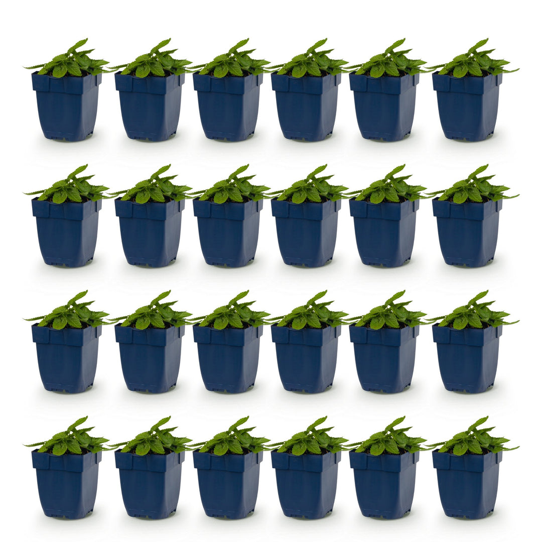 Pack of 24 Stachys officinalis 'Ukkie' betony plants in 11cm pots - view 2