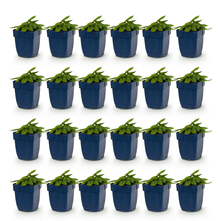 Pack of 24 Stachys officinalis 'Ukkie' betony plants in 11cm pots - view 2