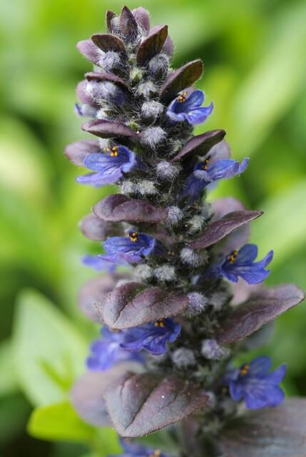 Ajuga reptans 'Catlin's Giant' flower spike with blue-purple blooms and dark purple-tinged foliage, showing dense flower…