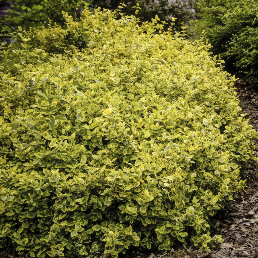 60x Euonymus Emerald 'n Gold - Evergreen Shrub 10-25cm Ø9cm alternative angle showing habit and leaf structure