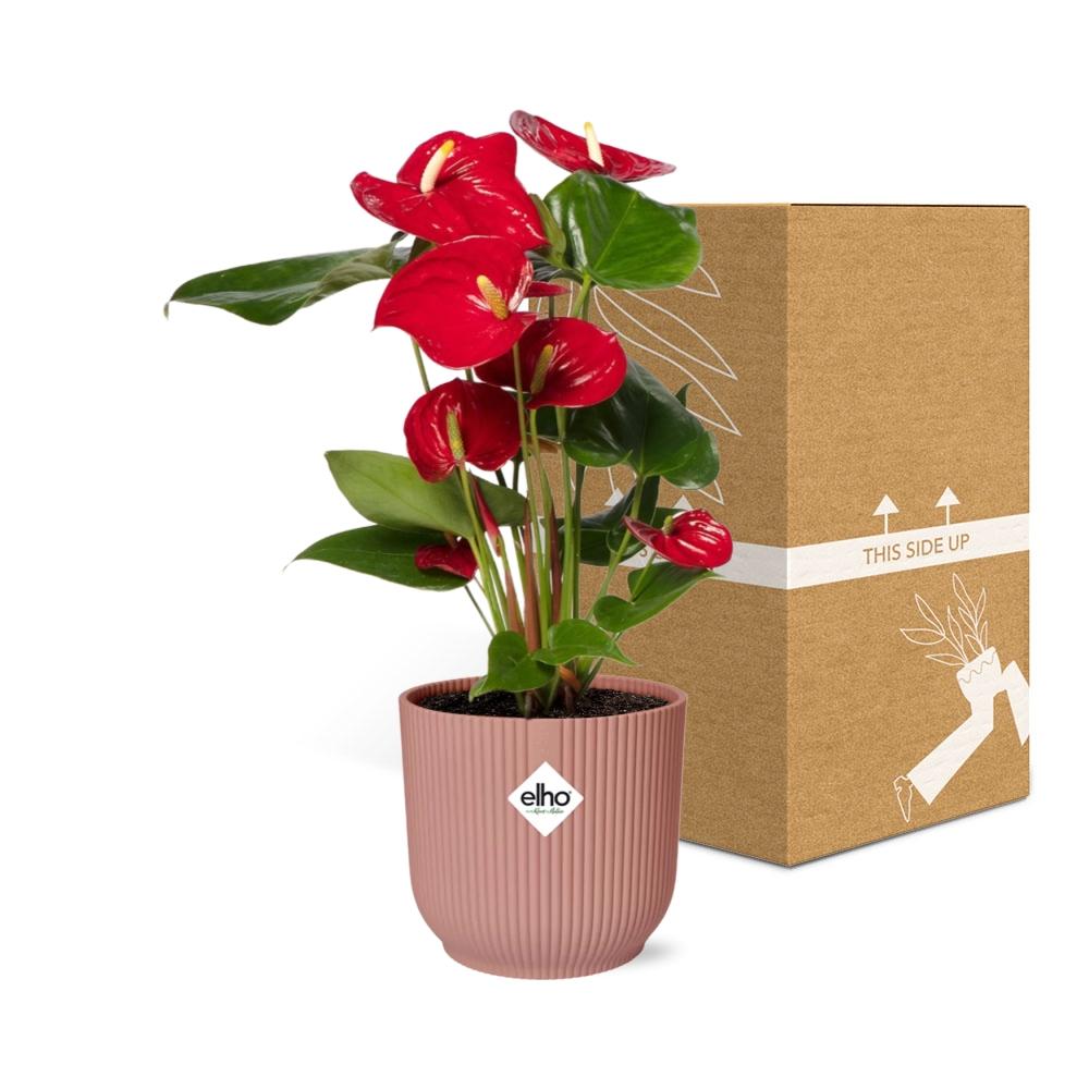 Red Anthurium (Anthurium andraeanum) in a pink ELHO Vibes pot, view 5