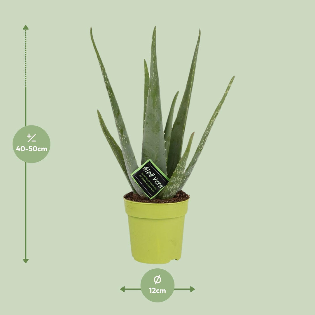 Aloe Vera Plant 45cm - Live Succulent in 12cm Pot - Indoor Plant