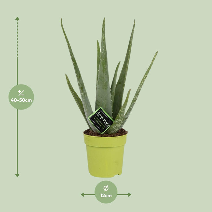 Aloe Vera Plant 45cm - Live Succulent in 12cm Pot - Indoor Plant