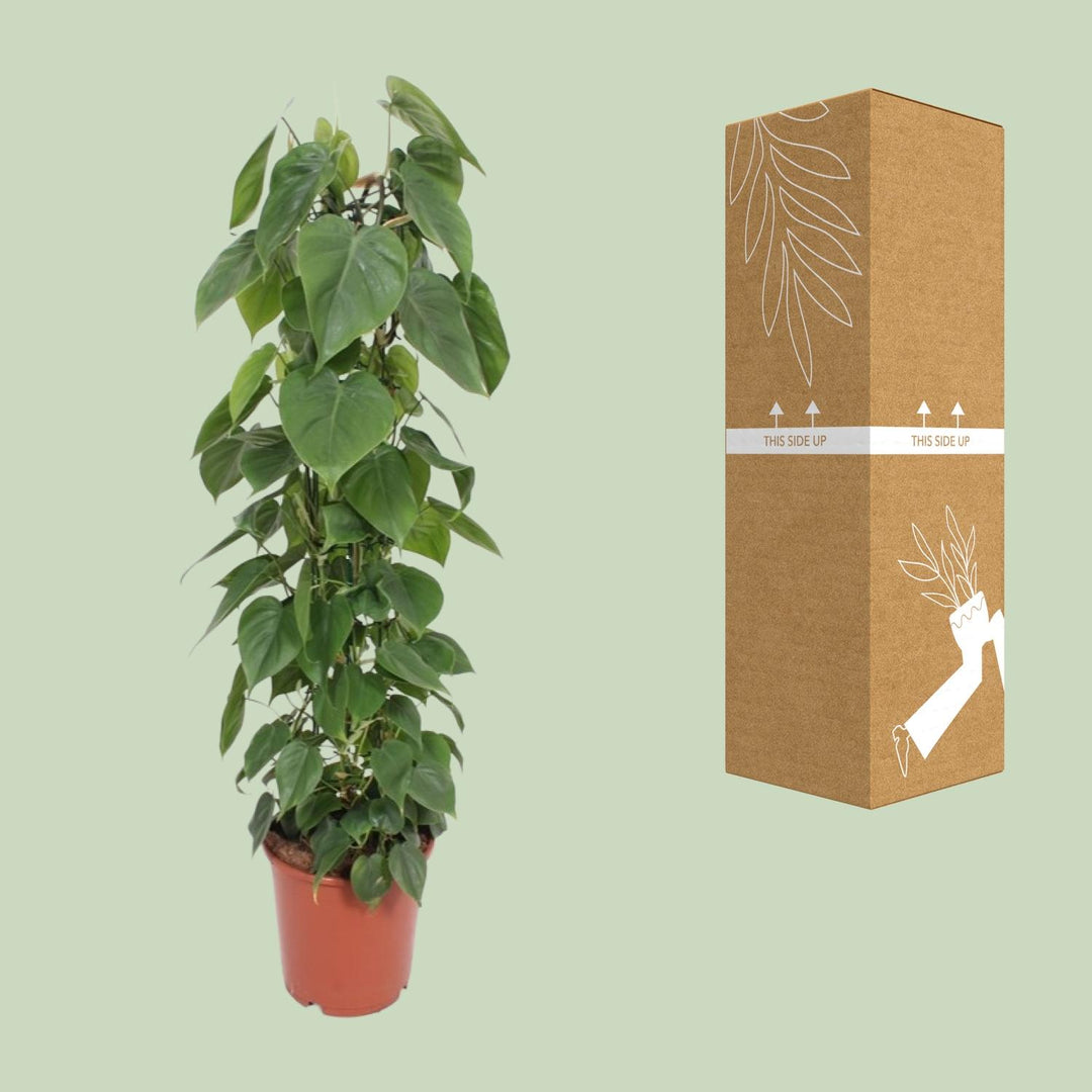 Heartleaf Philodendron trailing indoor plant with lush green foliage, 120cm tall, by Everspring, ideal air purifier.