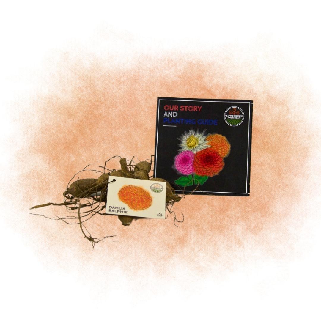 Flowerbulbs Amsterdam - 24 dahlia ralphie tubers for 4 m², shimmering orange flowers