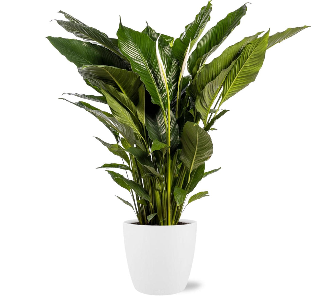 Green Spathiphyllum (Peace Lily) in a stylish Brussels pot, 110cm tall, Ø24cm, by Everspring.