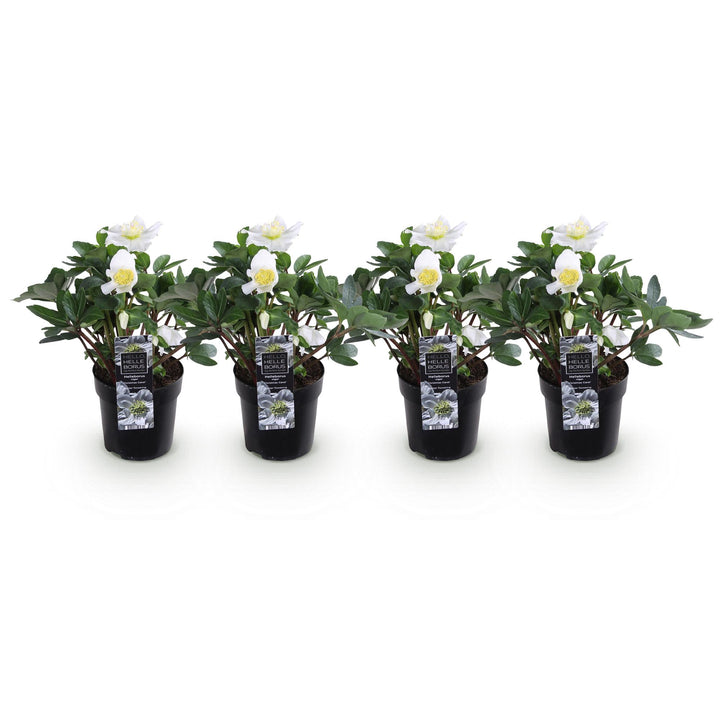 4x Helleborus niger 'Christmas Carol' Christmas Rose in 10.5cm pots - view 2