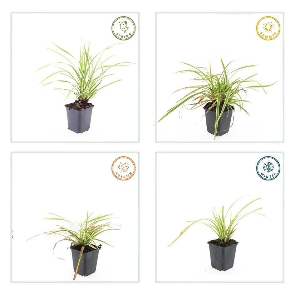 40x Carex morrowii 'Aureovariegata' - Evergreen Japanese Sedge - 10-25cm