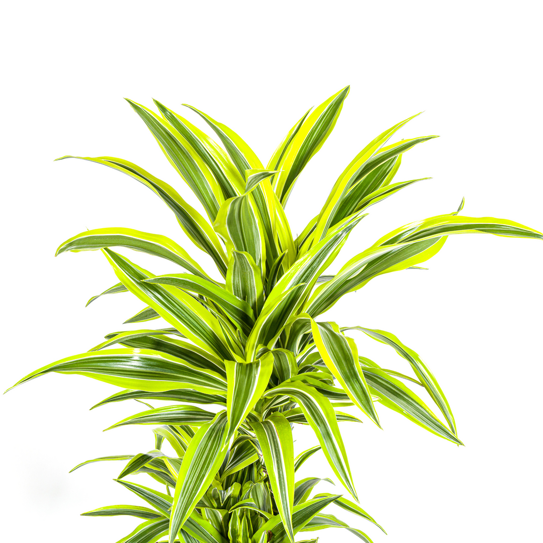 Dracaena Lemon Lime 130-150cm - Striped Foliage with Basket Ø24cm