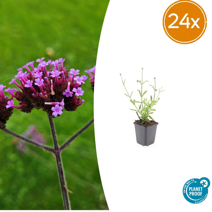 24x Verbena Bonariensis 'Lollipop' - ↕10-25cm - Ø9cm