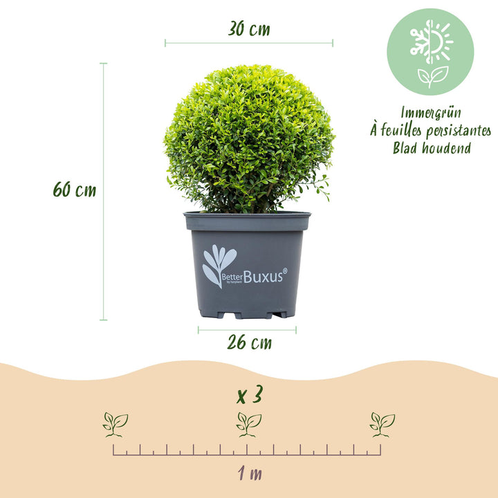 BetterBuxus Skylight box ball 30cm in 26cm pot - view 3