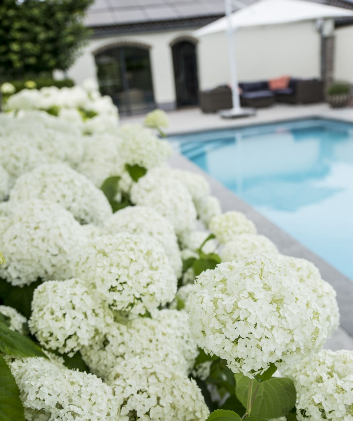 Hydrangea arborescens 'Strong Annabelle' in a 19cm pot, 30cm tall - view 3