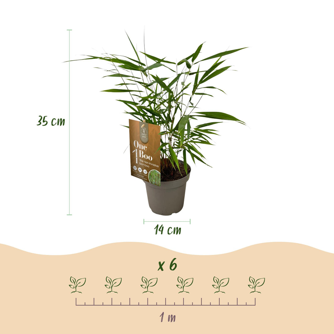 18 Fargesia Asian Wonder clumping bamboo plants in 14cm pots - view 3