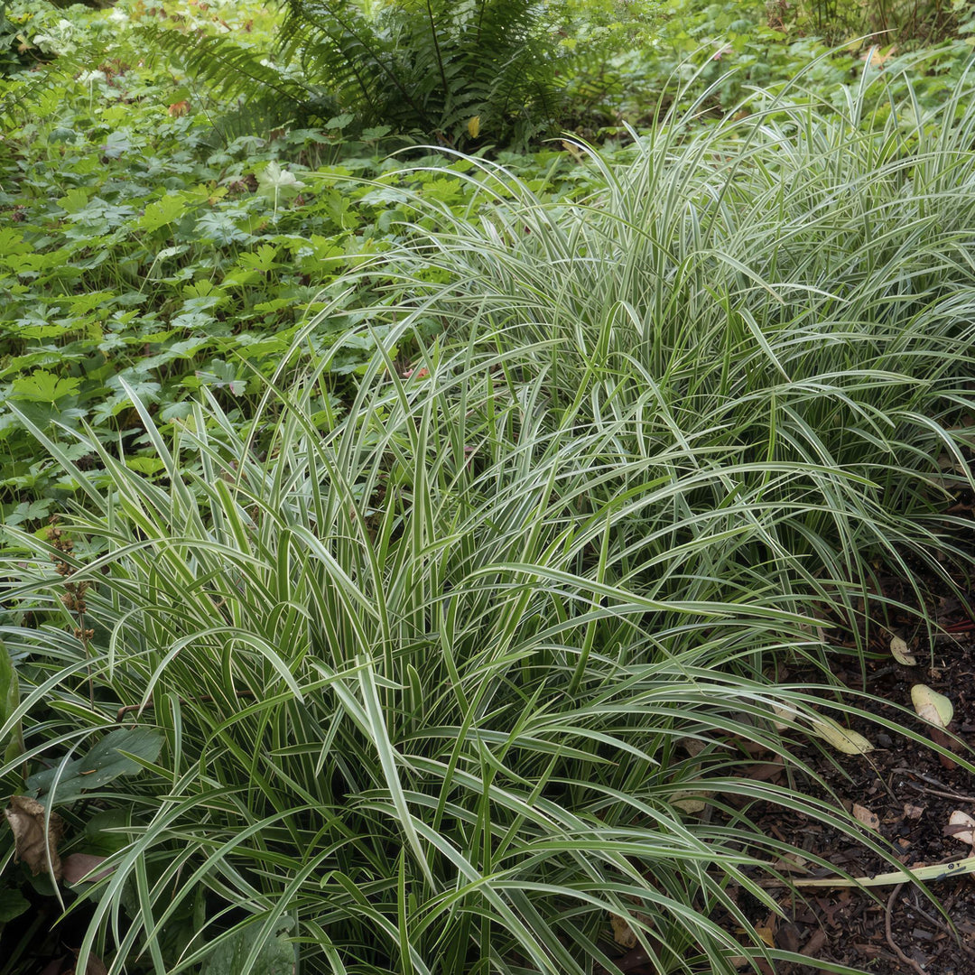 40x Carex morrowii 'Ice Dance' Variegated Sedge - 10-25cm - Ø9cm