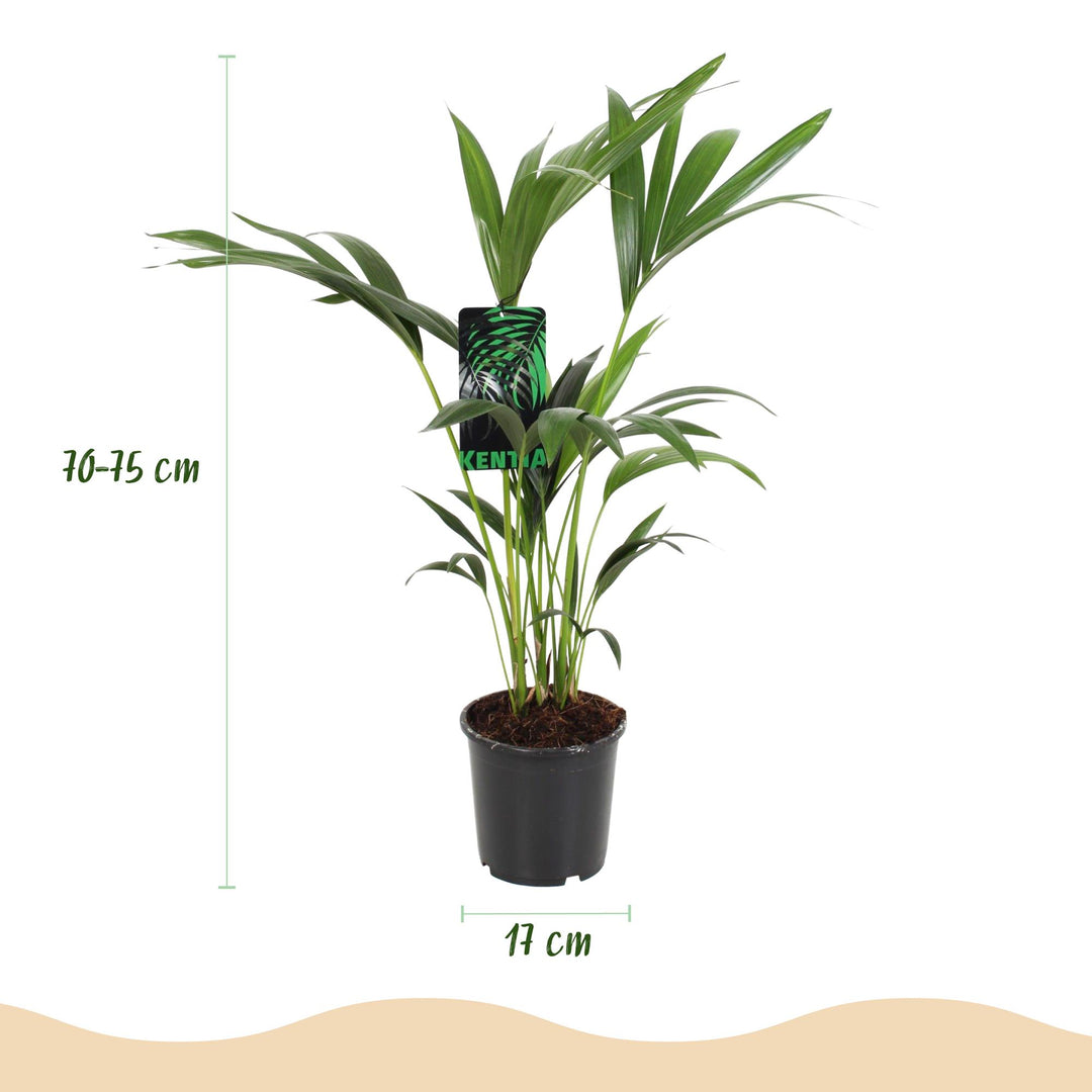 Kentia Palm (Howea forsteriana) - view 3