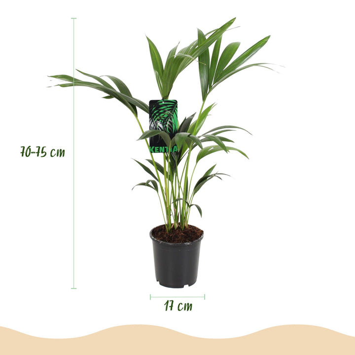 Kentia Palm (Howea forsteriana) - view 3