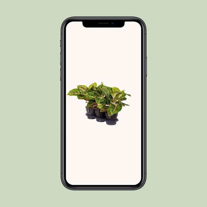 Aglaonema Spring Red Houseplant 60cm - Low Light Indoor Plant