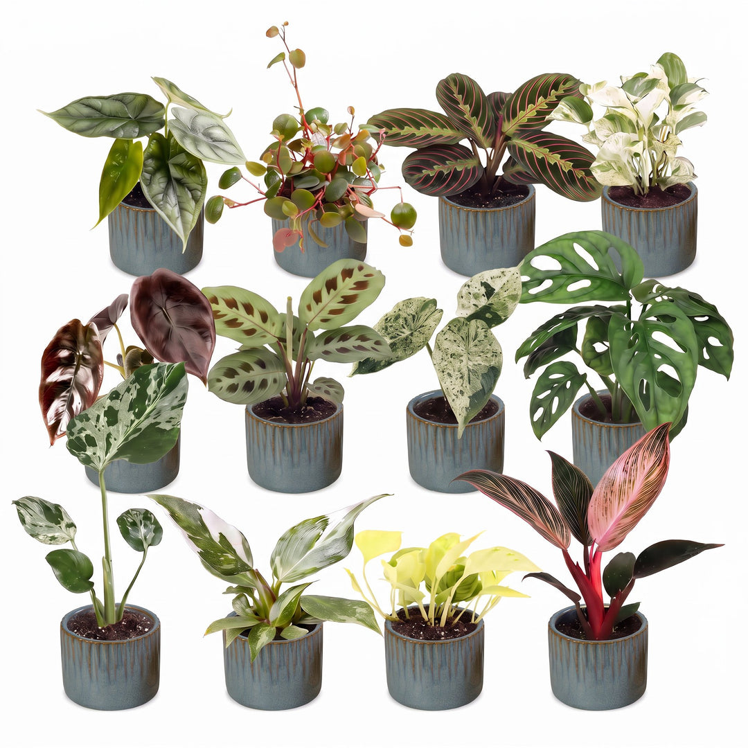Baby Plants Surprise Box, 12 tropical plants in 6cm pots, image 2