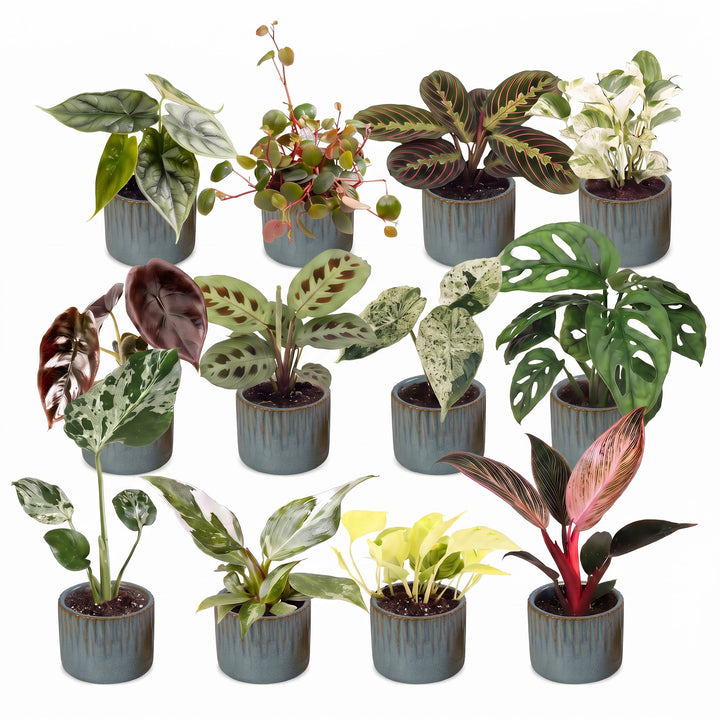 Baby Plants Surprise Box, 12 tropical plants in 6cm pots, image 2