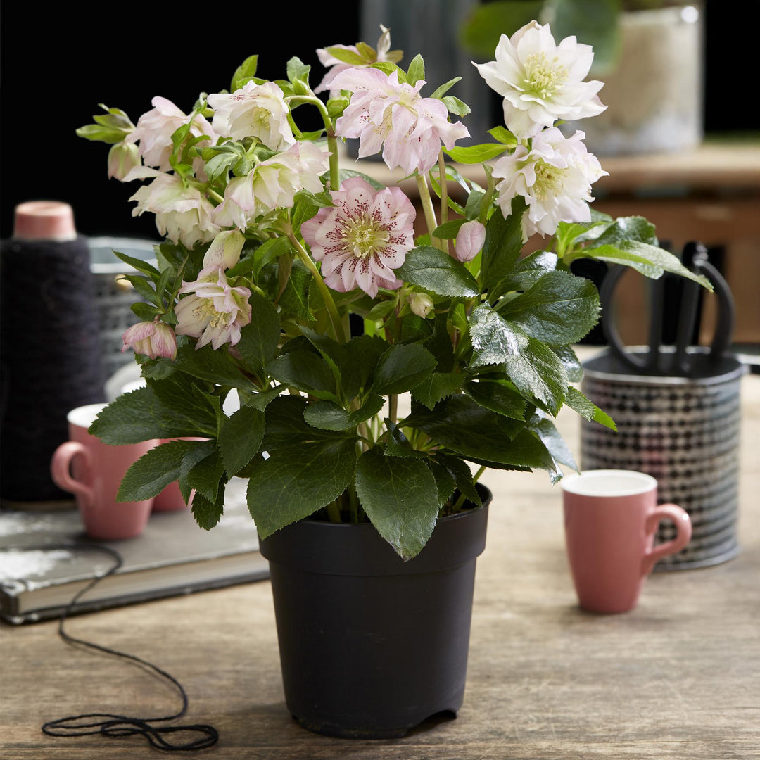 2x Helleborus orientalis 'Double Ellen Pink' Lenten Rose in 14cm pots - view 5