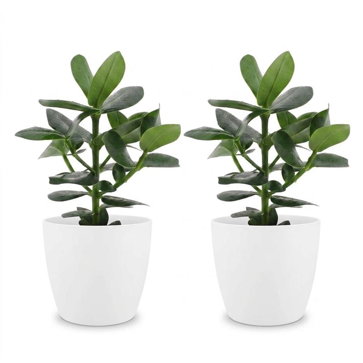 Clusia Princess - Clusia Princess - 2 Plants - with White Pot - Pot 12cm - Height - 40cm