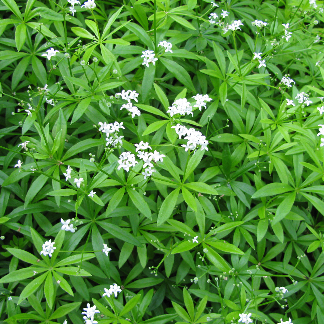 60x Galium odoratum - ↕10-25cm - Ø9cm