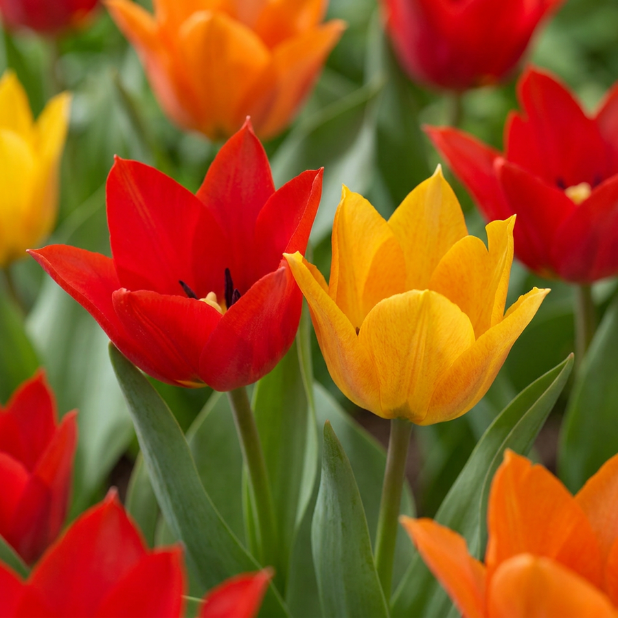 Tulipa Praestans Mix bulbs, pack of 200