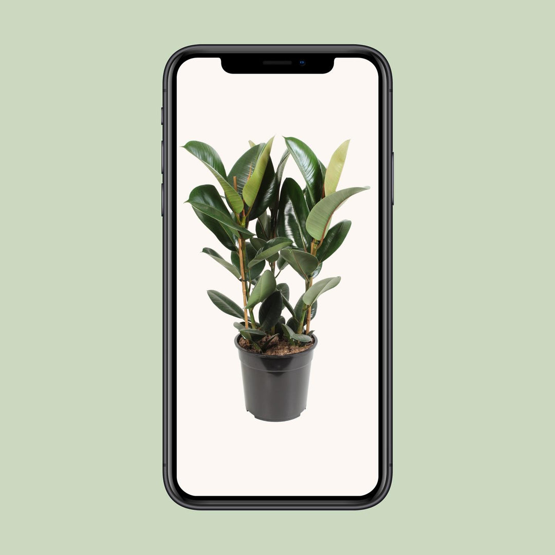 Ficus Elastica Robusta 85cm - Rubber Plant Air Purifier 27cm Pot