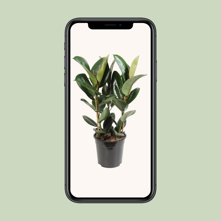 Ficus Elastica Robusta 85cm - Rubber Plant Air Purifier 27cm Pot