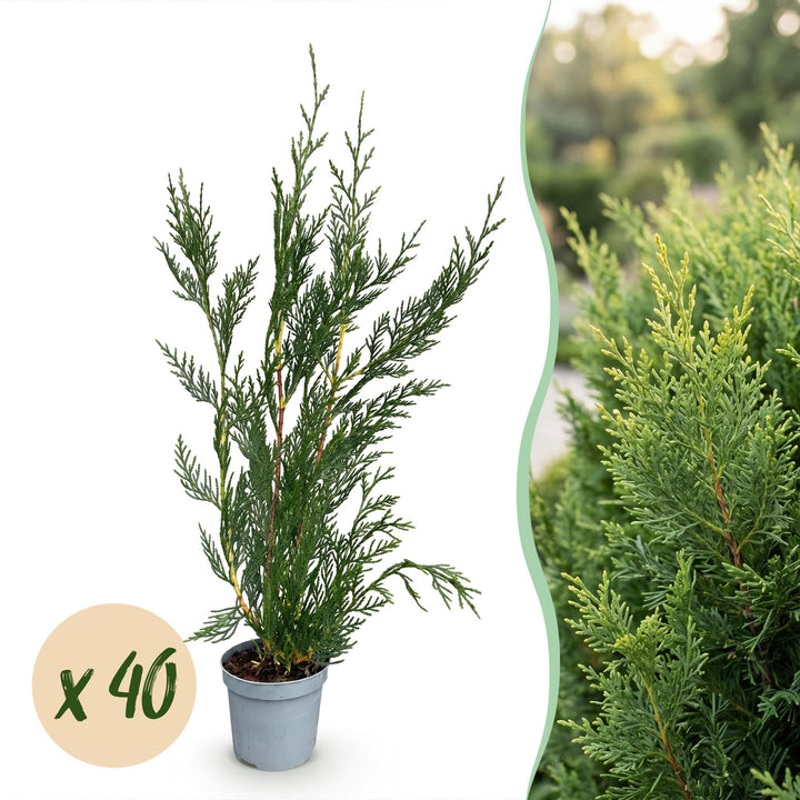 40 x Cuprocyparis leylandii '2011' Leyland cypress plants in 9cm pots, 30-40cm tall