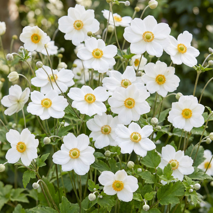Plante vivace - Anemone hybr. Hon. Jobert - Anémone d'automne - Ombre - Blanc - 24 Plantes - Pot de 11 cm - Hauteur 15-25 cm