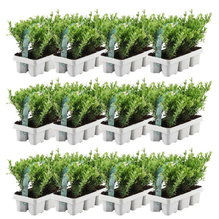 Ilex Crenata Jenny 72 Plants - Japanese Holly Hedge 7cm Pot 15cm