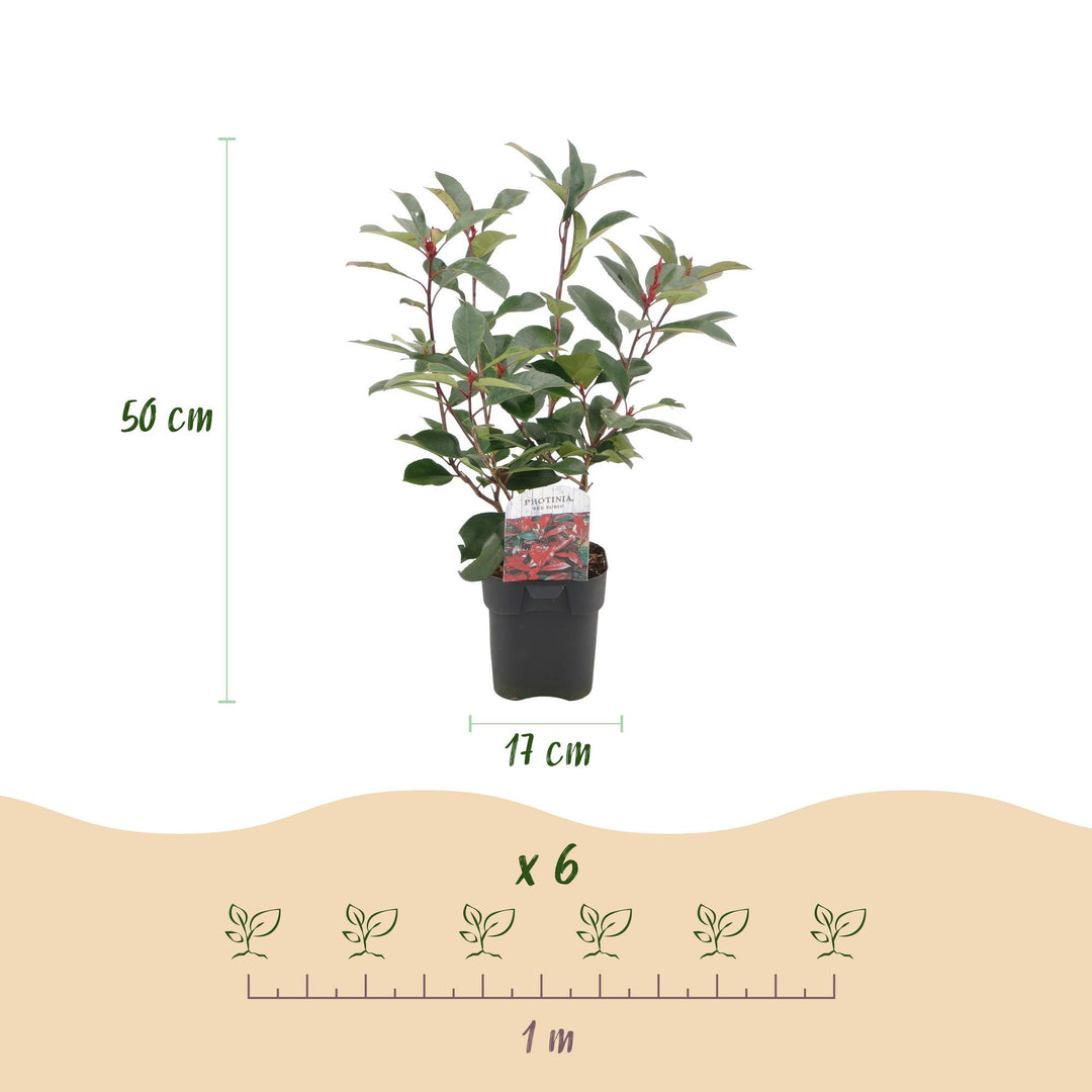 Photinia fraseri Red Robin hedge plants, pack of 6, image 3