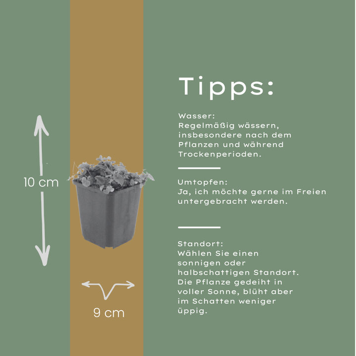 48x Campanula poscharskyana - ↕10-25cm - Ø9cm