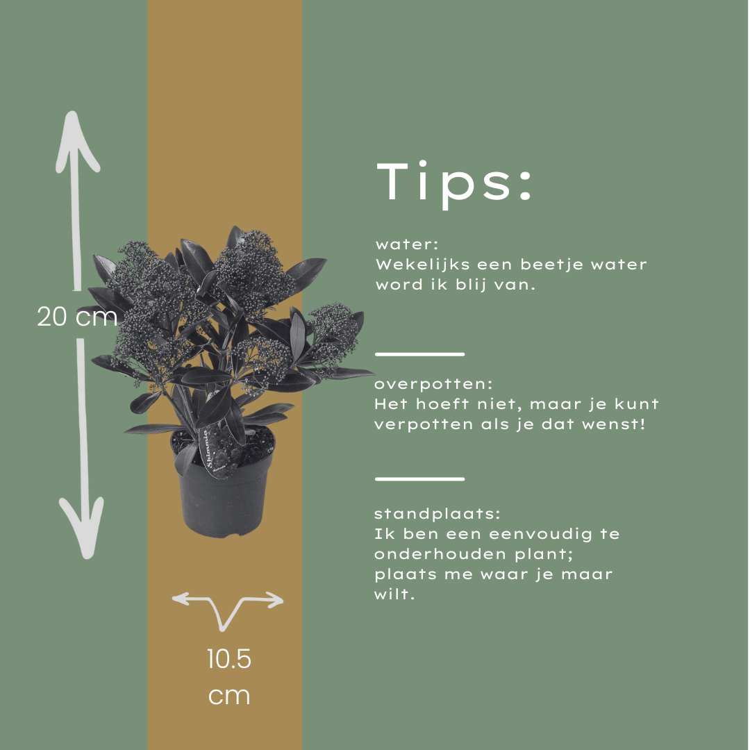 Set of 3 Skimmia 'Rubella' plants in 10.5 cm pots, height 20-25 cm, featuring lush green foliage.