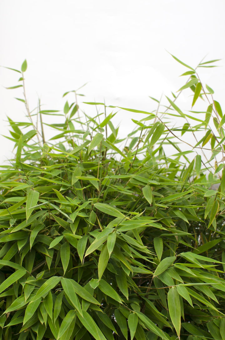 Fargesia Moontears Bamboo - Boxwood Alternative Hedge Plant