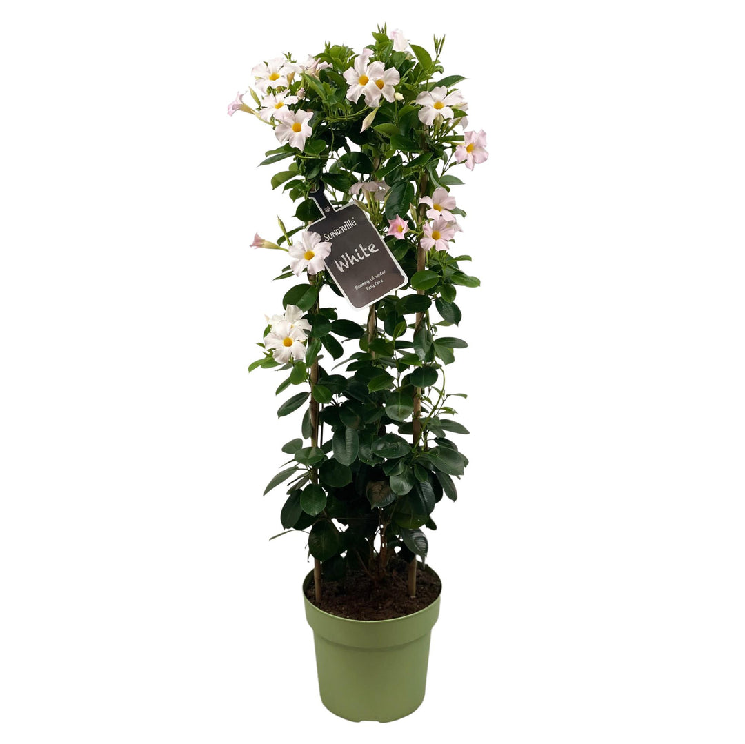 Mandevilla Sundaville White In Toren (Dipladenia) - Ø24cm - ↕95cm