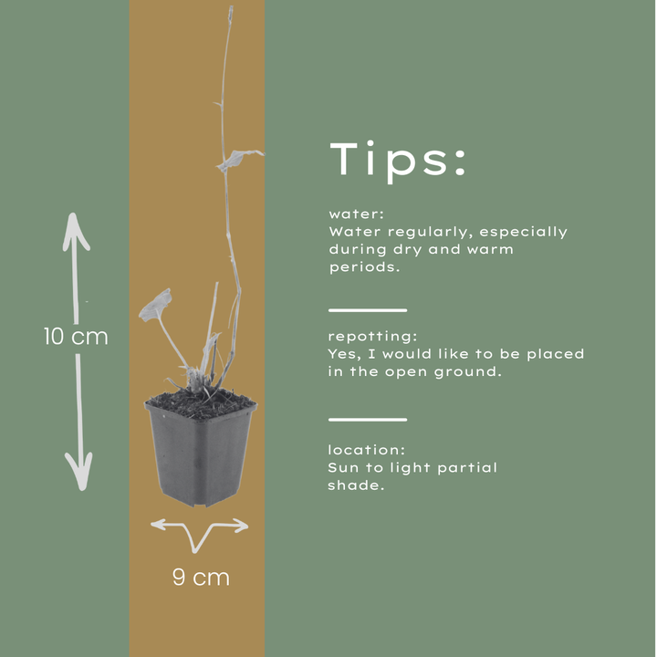 6x Persicaria a. 'Alba' - ↕10-25cm - Ø9cm