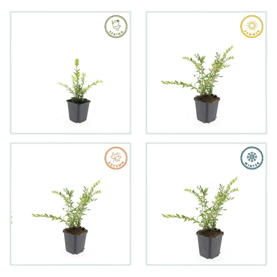 60x Lonicera pileata 'Purple Pearl' Evergreen Ground Cover - 10-25cm