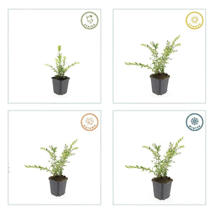 60x Lonicera pileata 'Purple Pearl' Evergreen Ground Cover - 10-25cm