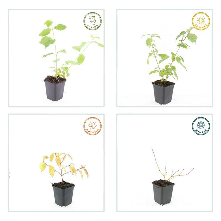 40x Cornus sanguinea 'Anny's Winter Orange' 10-25cm Ø9cm